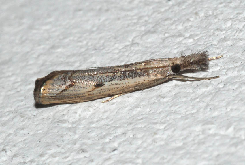 Crambidae